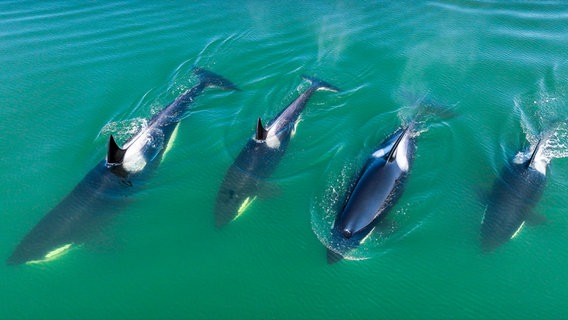 Vier Orcas schwimmen nebeneinander. © Doclights GmbH Foto: Florian Graner