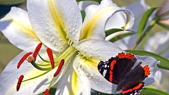 Ein Schmetterling auf einer Lilienblüte © NDR Foto: Ralf Engelking