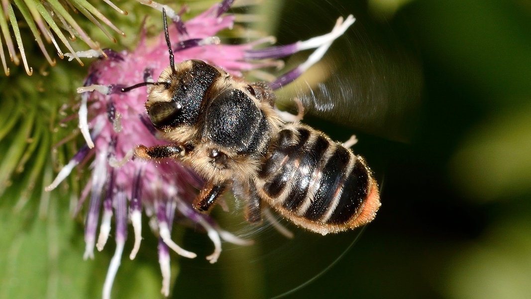 Was Tun Gegen Das Insektensterben NDR De Ratgeber