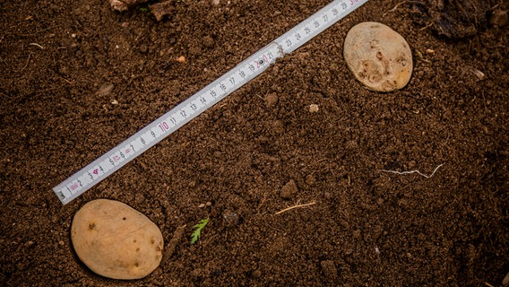 Maßband zeigt an, dass Kartoffeln im Abstand von 30 cm gepflanzt sind. © NDR Foto: Udo Tanske