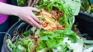 Regenw Rmer F R Den Garten Z Chten Ndr De Ratgeber Garten