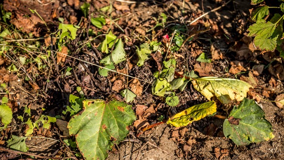 Rhabarberpflanze im Spätsommer © NDR Foto: Udo Tanske