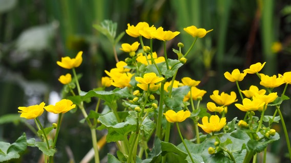 Gelbe Blüten der Sumpfdotterblume in einer Nahansicht. © NDR Foto: Anja Deuble