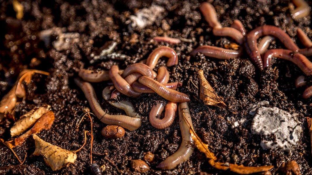 Regenwürmer für den Garten züchten NDR de Ratgeber Garten