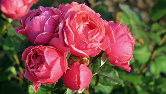 ADR-Rose 2018: Gartenprinzessin Marie-José (Beetrose, rosarote Blüten, gefüllt und stark duftend). © NDR Foto: Dr. Burkhard Spellerberg