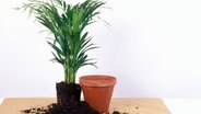 A mountain palm with a globe and a pot © imago Photo: Redeleit