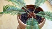 A palm tree in the pot © imago Photo: Margit Brettmann