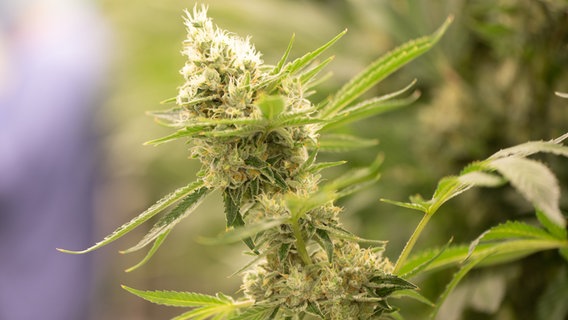 Cannabispflanzen wachsen in einem Blüteraum eines Pharmaunternehmens. © dpa Foto: Sebastian Kahnert
