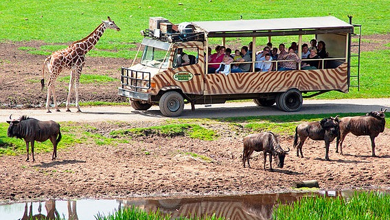 Ein offener Kleinbus mit Besuchern fährt durch den Serengeti-Park. © Serengeti-Park Hodenhagen 