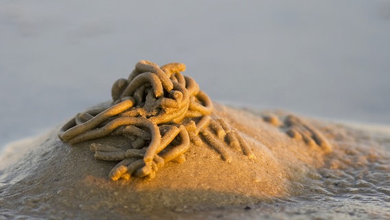 Ein Wattwurmhaufen im Sand © LKN-SH - Nationalparkverwaltung Foto: Martin Stock