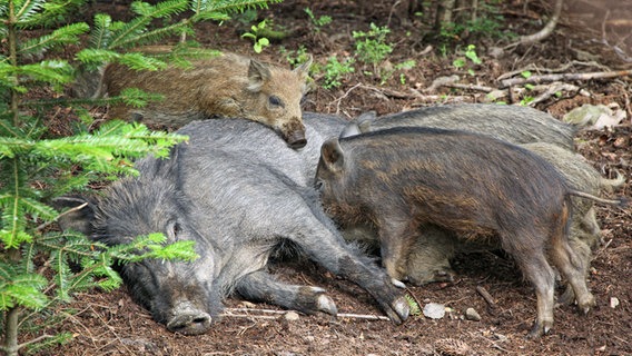 Ein Wildschwein liegt am Waldboden und säugt seine Jungen. © Colourbox Foto: Oleksandr Prykhodko