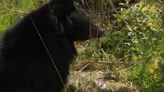 Eine Aufnahme von einem Bären. © NDR Foto: NDR