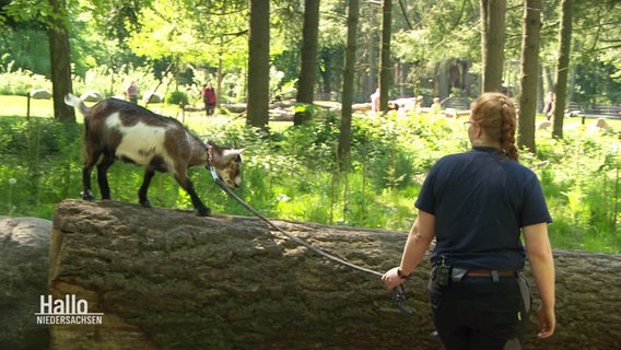 Eine Tierpflegerin geht mit einer Zwergwiege an der Leine durch den Tierpark. © Screenshot 