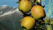 Die Apfelernte beginnt. © picture alliance Foto: Udo Bernhart
