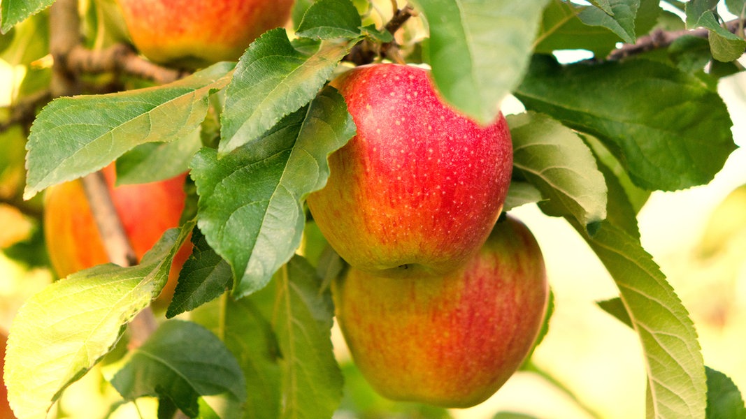 Aus für die Obstforschung in Mecklenburg-Vorpommern