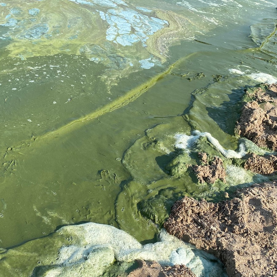 Blaualgen: Wie gefährlich sind die Bakterien beim Baden? | NDR.de -  Ratgeber - Gesundheit