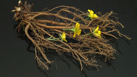 Die Blutwurz - mit ihrer braunen Wurzel und den gelben Blüten - ist die Arzneipflanze des Jahres 2024. © IMAGO / agefotostock 