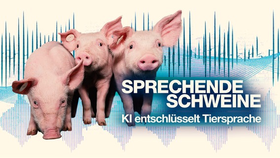 Das Keyvisual zu "Sprechende Schweine - KI übersetzt Tiersprache". © NDR 