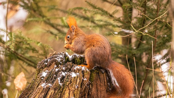 Ein Eichhörnchen sitzt auf einem Baumstumpf. Es hat rotbraunes Fell und einen buschigen Schwanz. © Andreas Hartl 