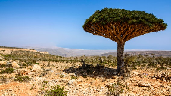 Sokotra-Drachenbaum auch Drachenblutbaum (Dracaena cinnabari), Dixsam Plateau, Sokotra, Jemen, Asien © picture alliance / imageBROKER | Michael Runkel Foto: Michael Runkel