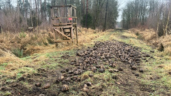 Auf einem Waldweg wurde Futter ausgelegt, um Tiere anzulocken © Verein Wildtierschutz Deutschland Foto: Thomas Mitschke