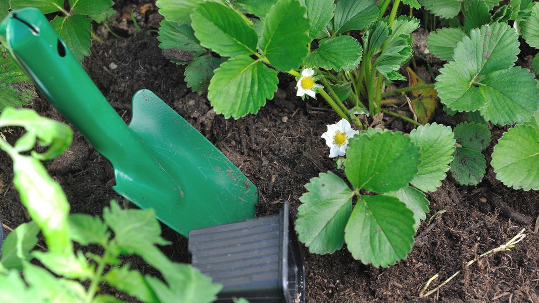 Erdbeeren Pflanzen - Auch Im Frühling Möglich | NDR.de - Ratgeber ...