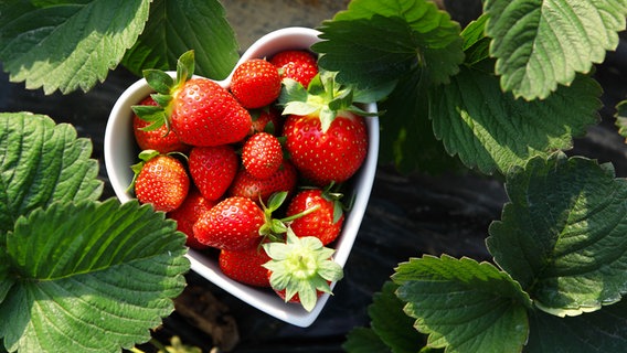 Erdbeeren liegen in einer weißen, herzförmigen Schale zwischen Erdbeerblättern. © panthermedia Foto: leungchopan