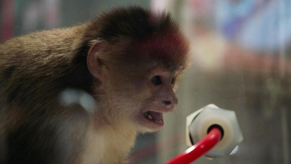 Affe im Tierversuch (Szene aus der Dokumentation "Dirty Money" von Netflix).  