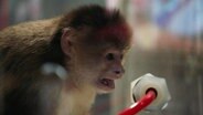 Affe im Tierversuch (Szene aus der Dokumentation "Dirty Money" von Netflix).  