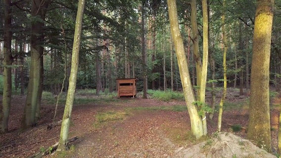 Blick auf ein paar sich kreuzende Waldpfade. In der Mitte des Bildes ein niedriger Jagdsitz. © NDR 