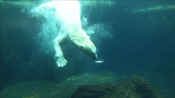 Die Eisbärin Valeska unter Wasser, neben ihr ein Fisch. © Screenshot 