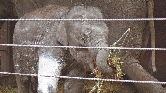 Elefant Voi Nam hat beim Spielen einen Tritt von seiner Tante bekommen. Das schmerzende rechte Vorderbein muß täglich 3 mal eingesalbt werden. © MDR 
