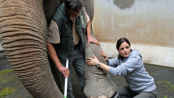 Susanne (Elisabeth Lanz) und ein Tierpfleger nehmen eine Blutprobe von Elefantendame Rhani. © NDR/ARD/Christa Köfer 