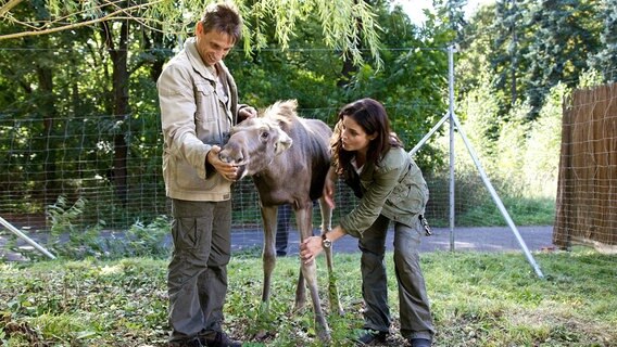 Die Gelenke des kleinen Elches sind geschwollen. Tierärztin Dr. Mertens (Elisabeth Lanz, r.) und Tierpfleger Conny (Thorsten Wolf, l.) rätseln über die Ursache. Susanne vermutet eine Stoffwechselstörung, da das Tier nicht richtig frisst. © NDR/ARD/Rudolf Karl Wernicke 