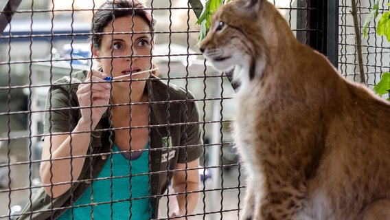 Eine Frau steht vor einem Käfig, in dem ein Luchs sitzt. Sie steckt ein langes Wattestäbchen durch das Gitter. © NDR/ARD/Steffen Junghans Foto: Steffen Junghans