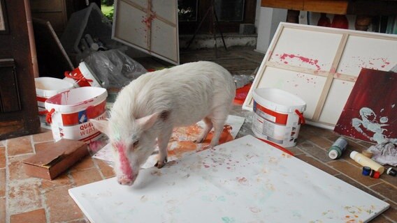 Ein kleines Schwein mit roter Farbe bekleckert läuft über eine Leinwand. © ARD/Christa Köfer Foto: Christa Köfer