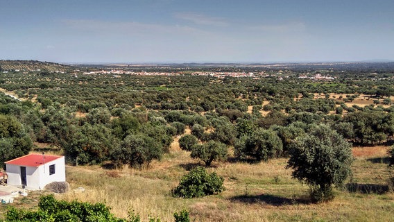 Landschaft mit Korkeichen und Olivenbäume im Alentejo. © NDR/HR/Katja Devaux 