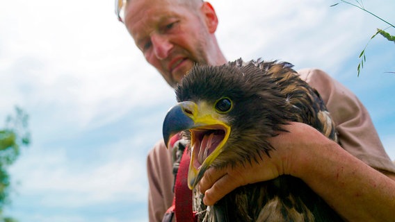 Seeadler wird beringt. © NDR 