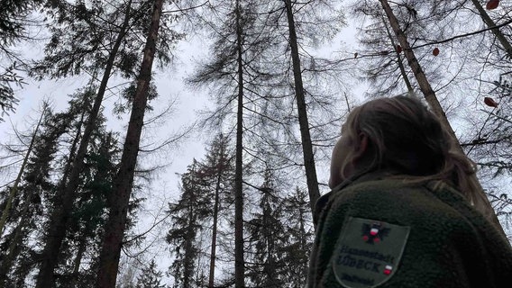 Auch im Stadtwald Lübeck gibt es Fichtenschonungen – die nach und nach in einen heimischen Laubwald umgebaut werden sollen. © NDR 