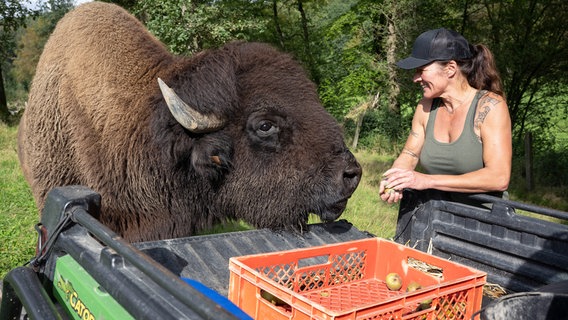 Kerstin Schnabel im Gehege der Bisons – mit Leitbulle Samson. © NDR/WDR/Melanie Grande 