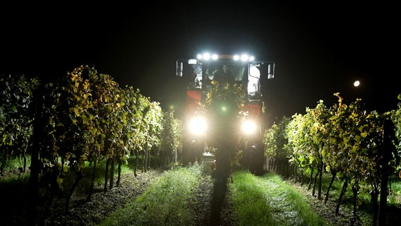 Mitten in der Nacht wird in Rheinhessen der Weißwein mit dem Vollernter geerntet. © NDR/SWR/Leon Kämmner 