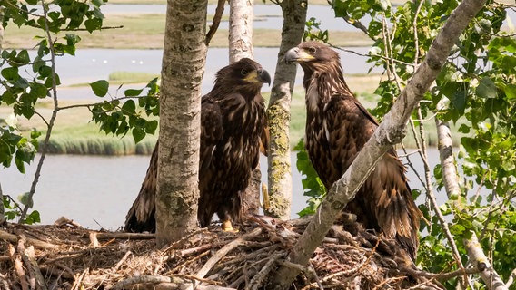 Adlergeschwister sitzen gemeinsam in ihrem Nest. © NDR 