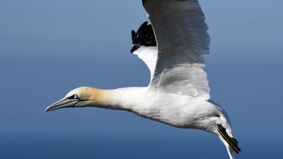 Basstölpel im Landeanflug auf Helgoland. © NDR/Doclights GmbH 