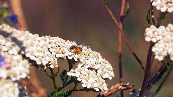 Die Hälfte aller Wildbienen ist vom Aussterben bedroht. © NDR/erdmanns Filmproduktion/David Melcher & Kati Grünig 