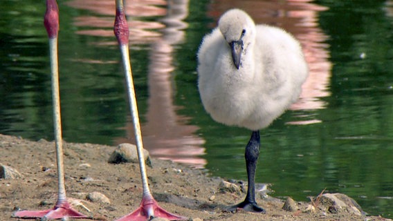 Täglich schlüpfen neue Flamingos. © NDR/Doclights GmbH 