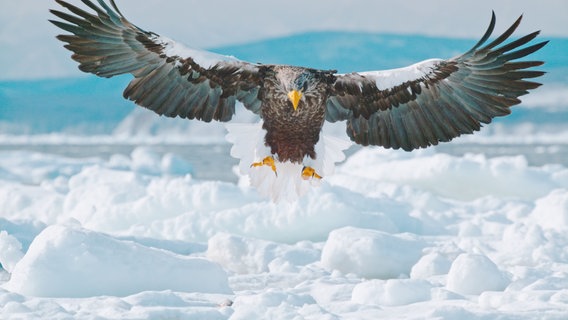 Im Winter erreicht ein besonderer Besucher aus Russland Japans Norden: Der Riesenseeadler jagt hier an den letzten offenen Stellen nach Fischen. © Doclights Naturfilm/NHK 