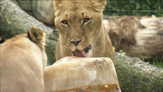 Eine Löwin leckt an einem großen Eisblock.  