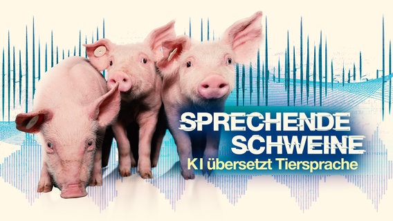 Bildcollage: Drei kleine Schweine umgeben von akustischen Wellen. © picture alliance / Countrypixel | FRP 