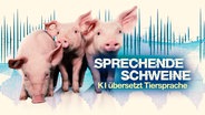 Bildcollage: Drei kleine Schweine umgeben von akustischen Wellen. © picture alliance / Countrypixel | FRP 