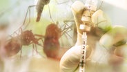 Eine Bildmontage zeigt eine Spritze und mehrere Mücken. © NDR 